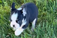 Cookie, a female French Bulldog for sale in Sturgis, MI – 8 of 9