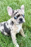 Roxy , a female Frenchton for sale in Sturgis, MI – 2 of 10