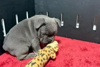 Lionel, a  French Bulldog for sale in Sturgis, MI – 7 of 10
