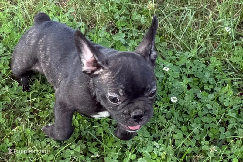 Vinny – Frenchton puppy for sale in Sturgis, MI