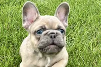 Usher, a male French Bulldog for sale in Sturgis, MI – 3 of 9