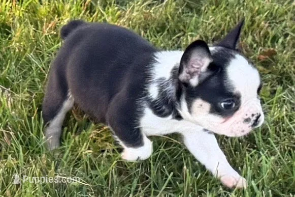 Cecil  – French Bulldog puppy for sale in Sturgis, MI