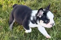 Cecil , a male French Bulldog for sale in Sturgis, MI – 1 of 9