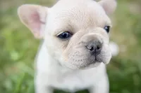 Skye , a female French Bulldog for sale in Sturgis, MI – 4 of 9