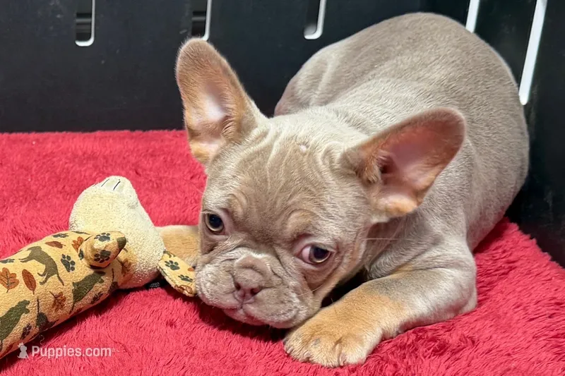 Babe – French Bulldog puppy for sale in Sturgis, MI
