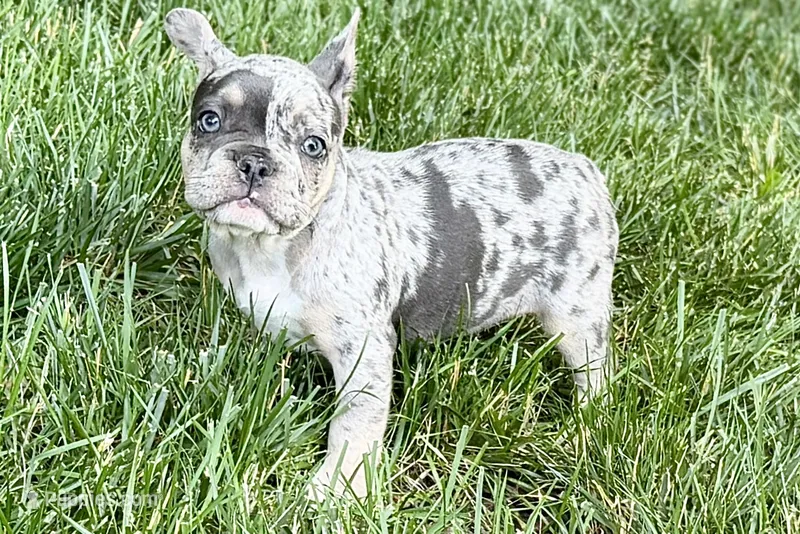 Greta – French Bulldog puppy for sale in Sturgis, MI