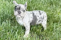 Greta, a female French Bulldog for sale in Sturgis, MI – 4 of 8