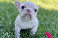 Nixie, a female French Bulldog for sale in Sturgis, MI – Photo 4 of 9