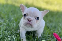 Nixie, a female French Bulldog for sale in Sturgis, MI – Photo 5 of 9