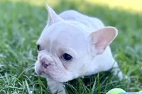 Nixie, a female French Bulldog for sale in Sturgis, MI – Photo 6 of 9
