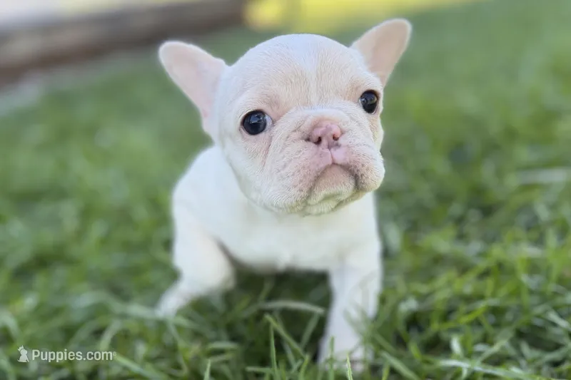Nixie – French Bulldog puppy for sale in Sturgis, MI