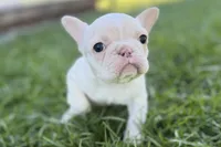 Nixie, a female French Bulldog for sale in Sturgis, MI – Photo 1 of 9