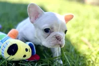 Nixie, a female French Bulldog for sale in Sturgis, MI – Photo 9 of 9