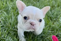 Nixie, a female French Bulldog for sale in Sturgis, MI – Photo 3 of 9