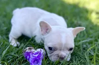 Nixie, a female French Bulldog for sale in Sturgis, MI – Photo 8 of 9