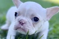 Nixie, a female French Bulldog for sale in Sturgis, MI – Photo 7 of 9