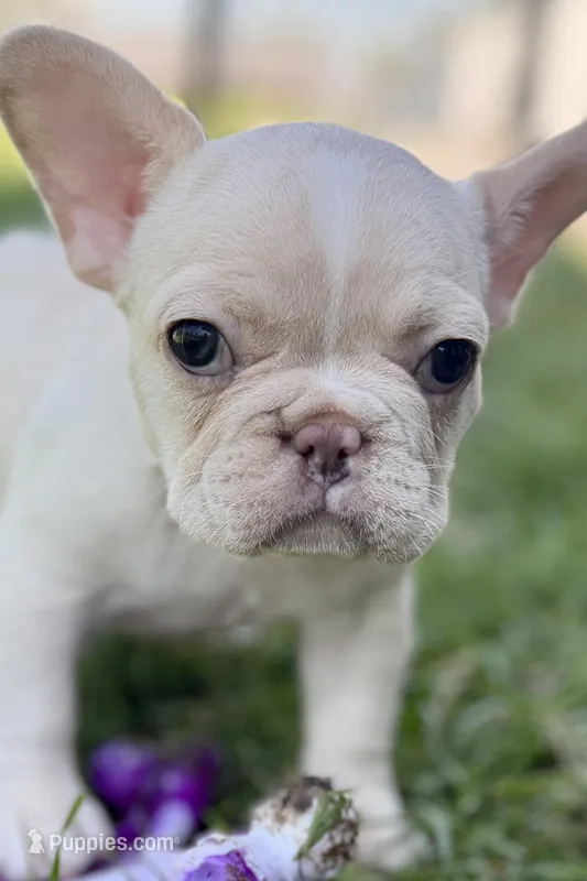 Nixie – French Bulldog puppy for sale in Sturgis, MI