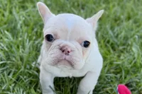 Nixie, a female French Bulldog for sale in Sturgis, MI – Photo 2 of 9