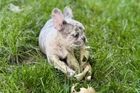 Gizmo, a male French Bulldog for sale in Sturgis, MI – 5 of 9