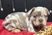 Lou, a  French Bulldog for sale in Sturgis, MI – 2 of 10