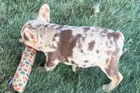 Kara, a female French Bulldog for sale in Sturgis, MI – 10 of 10