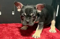 Zara , a male French Bulldog for sale in Sturgis, MI – 7 of 10