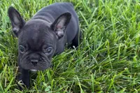 Pearl, a female French Bulldog for sale in Sturgis, MI – 7 of 7