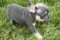 Echo, a male French Bulldog for sale in Sturgis, MI – 7 of 10