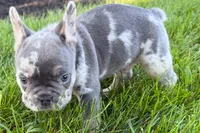 Russell, a male French Bulldog for sale in Sturgis, MI – 4 of 8