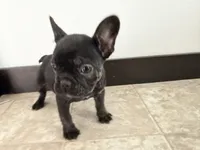 Candice, a female French Bulldog for sale in Sturgis, MI – Photo 4 of 10