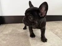 Candice, a female French Bulldog for sale in Sturgis, MI – Photo 7 of 10