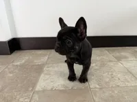 Candice, a female French Bulldog for sale in Sturgis, MI – Photo 2 of 10