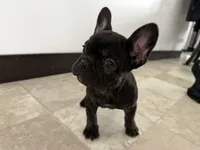 Candice, a female French Bulldog for sale in Sturgis, MI – Photo 1 of 10