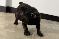 Candice, a female French Bulldog for sale in Sturgis, MI – Photo 9 of 10