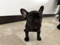 Candice, a female French Bulldog for sale in Sturgis, MI – Photo 5 of 10