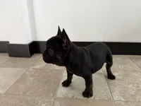 Candice, a female French Bulldog for sale in Sturgis, MI – Photo 6 of 10