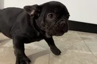 Candice, a female French Bulldog for sale in Sturgis, MI – Photo 10 of 10