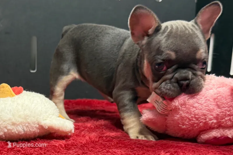 Xyla  – French Bulldog puppy for sale in Sturgis, MI