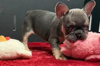 Xyla , a female French Bulldog for sale in Sturgis, MI – 1 of 6