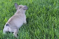 Princess , a female French Bulldog for sale in Sturgis, MI – 4 of 5