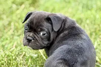 Remy , a male Frenchton for sale in Sturgis, MI – 10 of 10