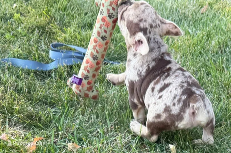 Kara – French Bulldog puppy for sale in Sturgis, MI