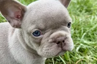 Cash, a male French Bulldog for sale in Sturgis, MI – 1 of 9