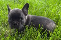 Verle, a male Frenchton for sale in Sturgis, MI – 5 of 6