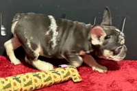 Zack , a male French Bulldog for sale in Sturgis, MI – 8 of 10