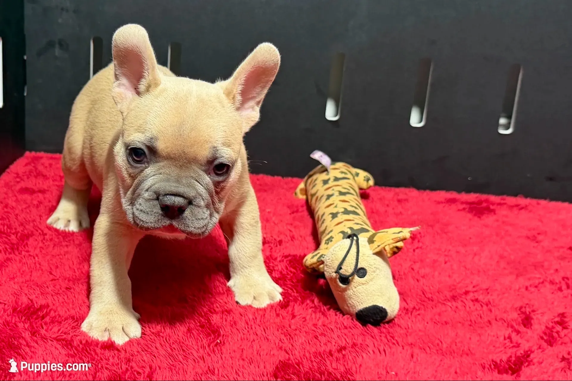 Luke, a  French Bulldog for sale in Sturgis, MI – 8 of 10