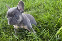 Ronnie, a male French Bulldog for sale in Sturgis, MI – 9 of 10