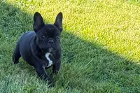 Pearl, a female French Bulldog for sale in Sturgis, MI – 7 of 10