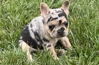 Freddie see, a male French Bulldog for sale in Sturgis, MI – 6 of 7
