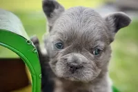 Star, a female French Bulldog for sale in Sturgis, MI – 2 of 9
